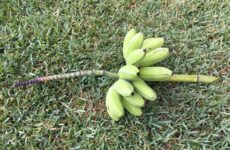 Green banana bunch (koala)